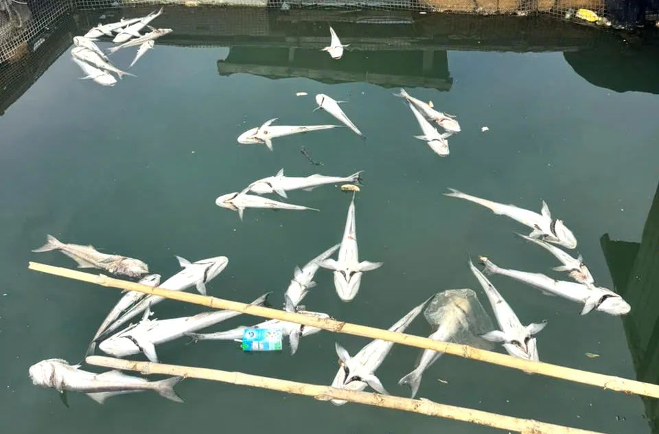 Tìm ra nguyên nhân 158 tấn cá trên sông Chà Và chết hàng loạt