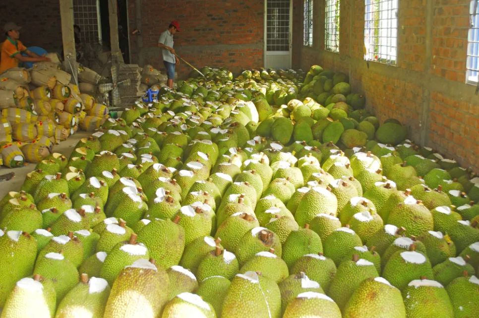 <i>Tỉnh Đồng Tháp hiện có hơn 20.000ha mít cung ứng cho thị trường</i>