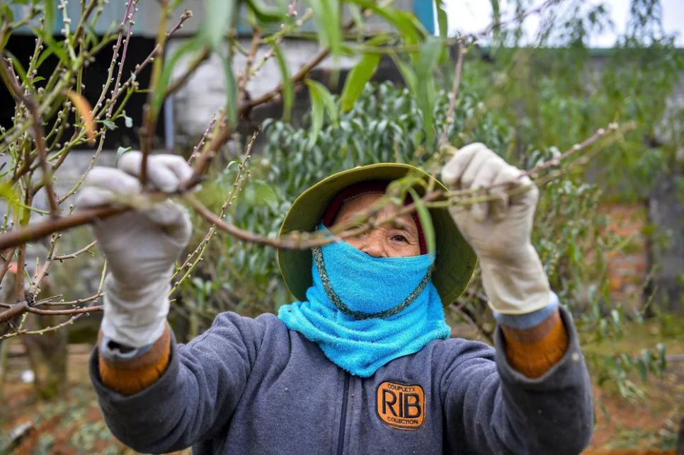 Vựa đào lớn nhất Thanh Hóa “xuống lá” chuẩn bị đón tết