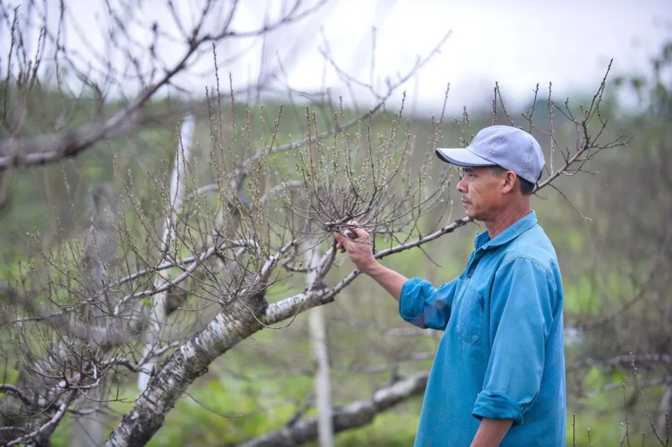 Vựa đào lớn nhất Thanh Hóa “xuống lá” chuẩn bị đón tết