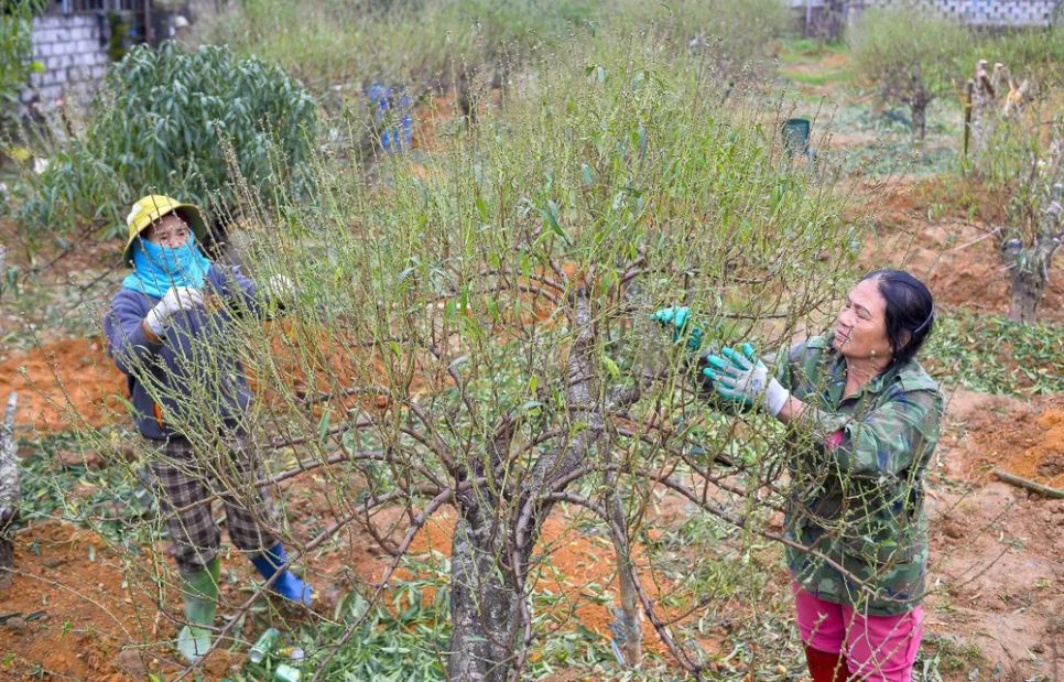 Vựa đào lớn nhất Thanh Hóa “xuống lá” chuẩn bị đón tết