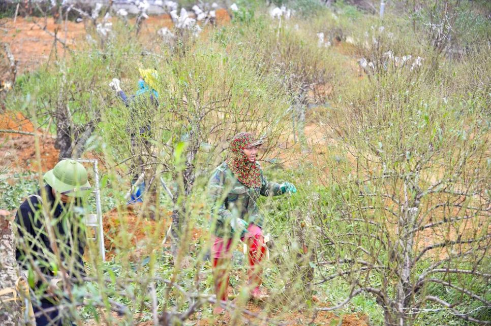 Vựa đào lớn nhất Thanh Hóa “xuống lá” chuẩn bị đón tết