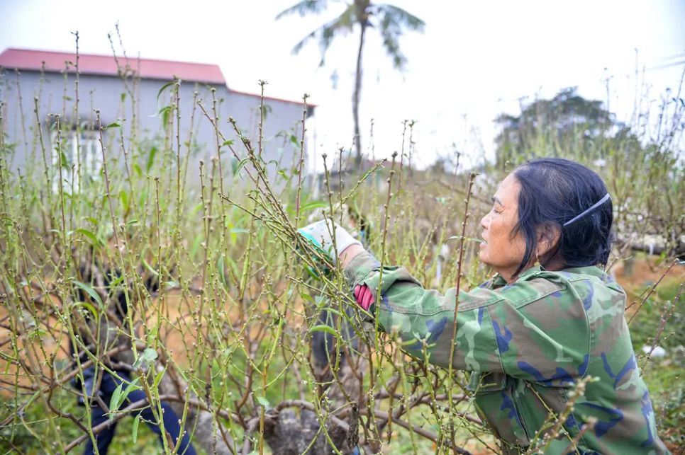 Vựa đào lớn nhất Thanh Hóa “xuống lá” chuẩn bị đón tết