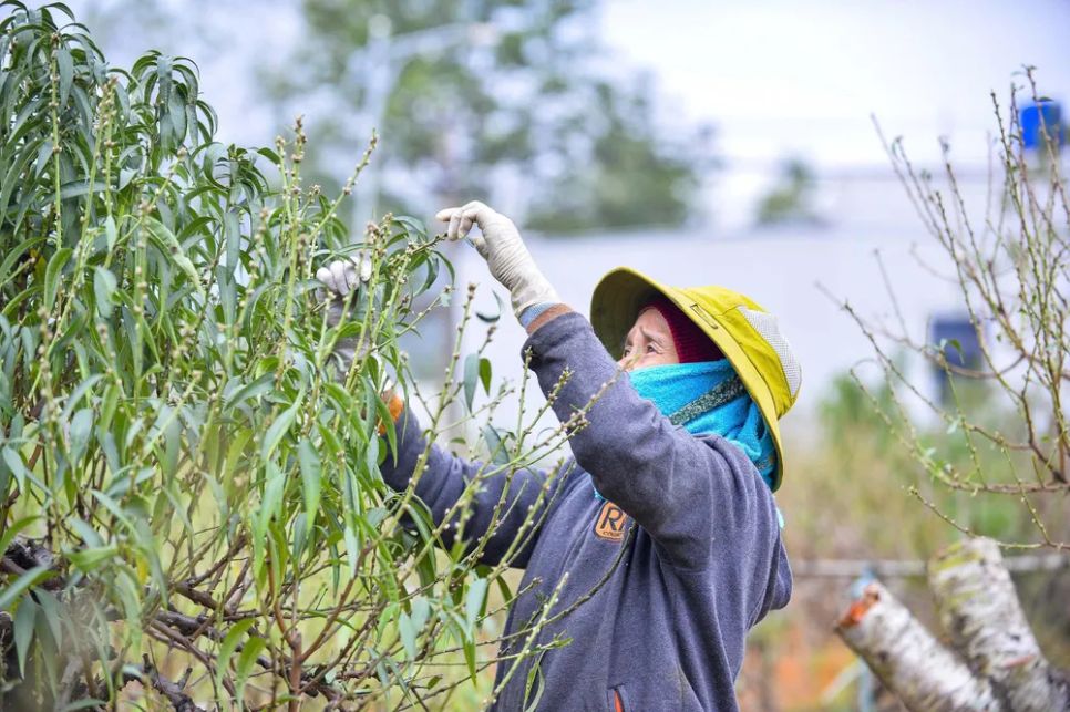 Vựa đào lớn nhất Thanh Hóa “xuống lá” chuẩn bị đón tết