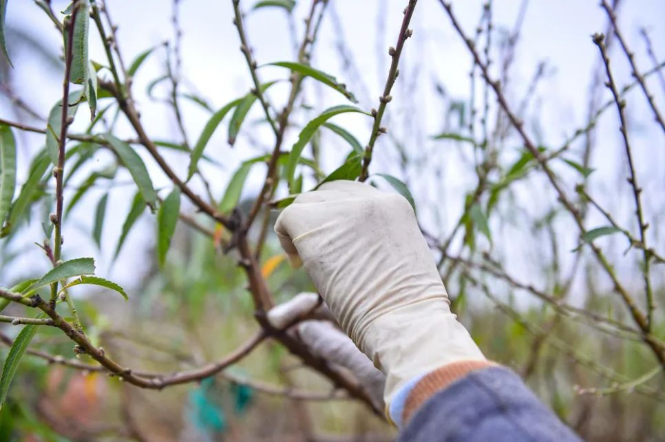 Vựa đào lớn nhất Thanh Hóa “xuống lá” chuẩn bị đón tết