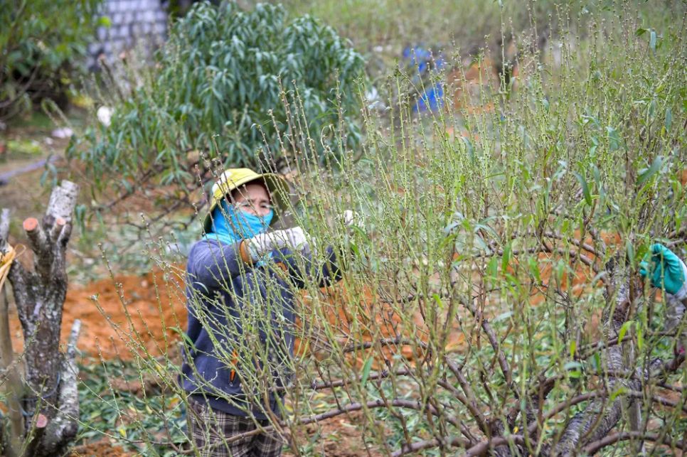 Vựa đào lớn nhất Thanh Hóa “xuống lá” chuẩn bị đón tết