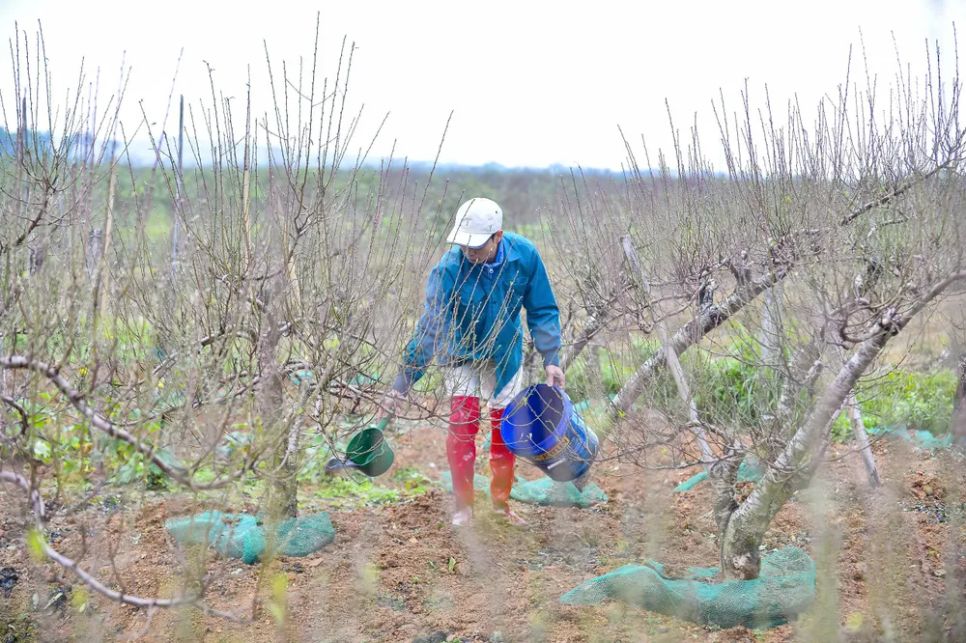 Vựa đào lớn nhất Thanh Hóa “xuống lá” chuẩn bị đón tết