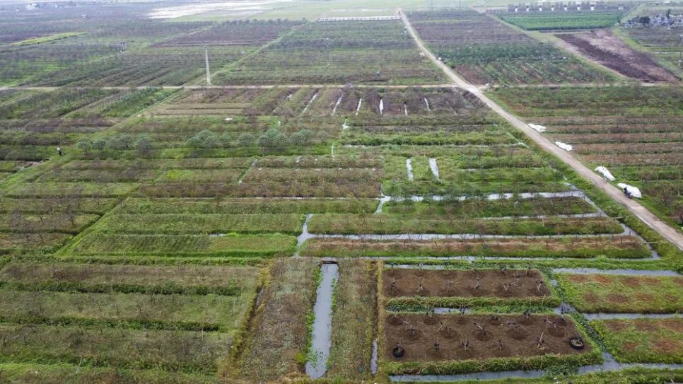 Vùng trồng đào Xuân Du