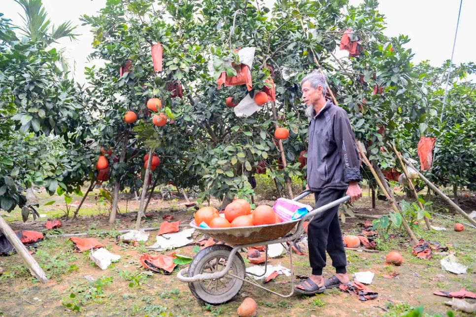 Bưởi đỏ “tiến vua” vào vụ tết