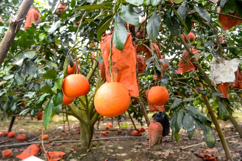 Bưởi đỏ “tiến vua” vào vụ tết