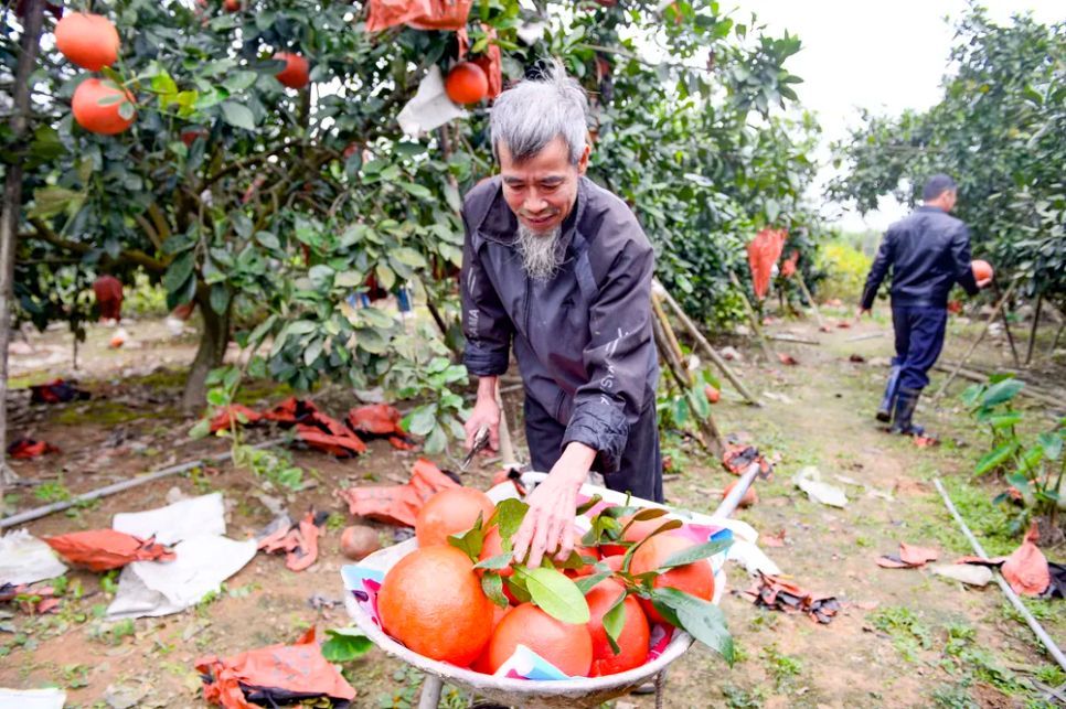 Bưởi đỏ “tiến vua” vào vụ tết