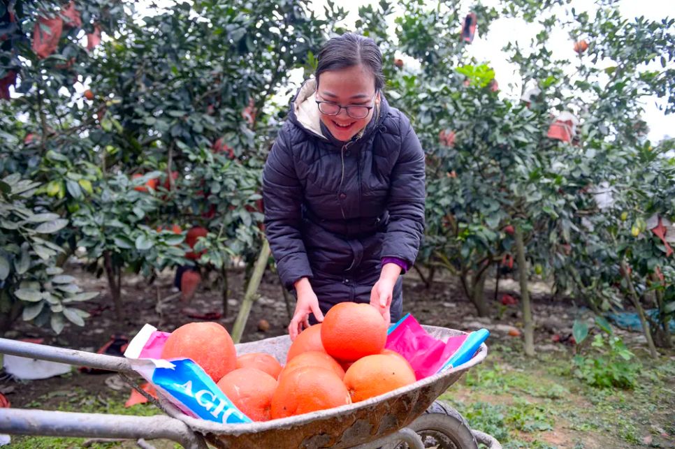 Bưởi đỏ “tiến vua” vào vụ tết