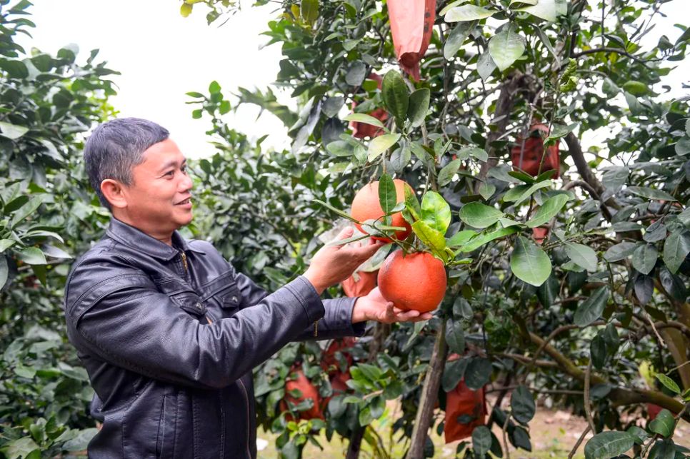 Bưởi đỏ “tiến vua” vào vụ tết