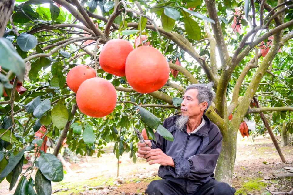 Ông Nguyễn Văn Tư - người gắn bó với bưởi đỏ Luận Văn