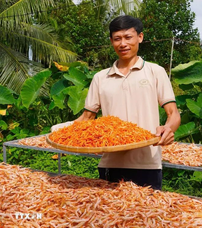Cà Mau tôm khô vào mùa cao điểm nhất trong năm