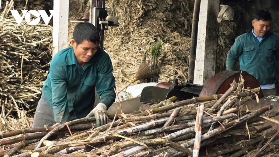 <p>Nghề nấu mật mía tại Thạch Bình đã tồn tại và phát triển bền bỉ qua bao thăng trầm của thời gian. Nếu như trước đây, người dân phải dùng sức trâu bò để kéo che gỗ ép mía thì nay máy móc giúp tăng năng suất đáng kể.</p>