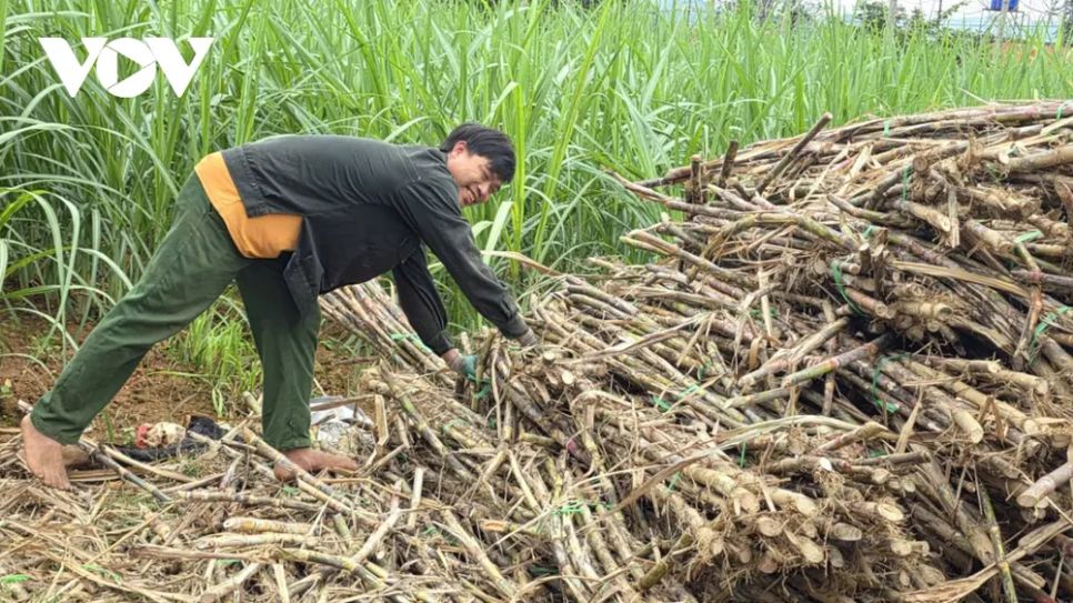 <p>Xã Thạch Bình (trước đây là xã Thạch Sơn) tỉnh Thanh Hóa, nơi được mệnh danh là 