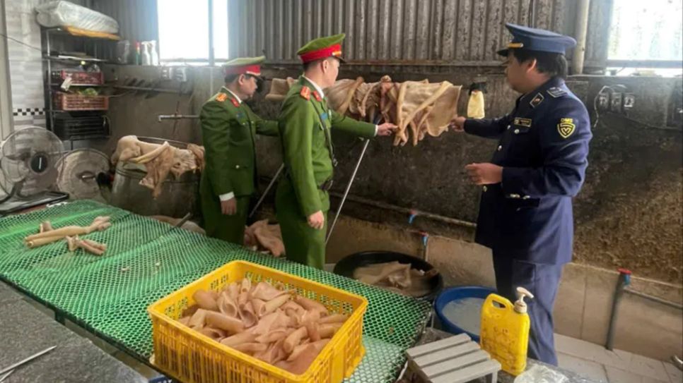 Lực lượng chức năng kiểm tra tại cơ sở kinh doanh chứa da heo Lực lượng chức năng kiểm tra tại cơ sở kinh doanh chứa da heo
