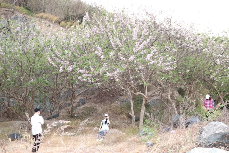 Các bạn trẻ hào hứng chụp hình với hoa đỗ mai đang vào mùa rực rỡ. Ảnh: QUANG VŨ