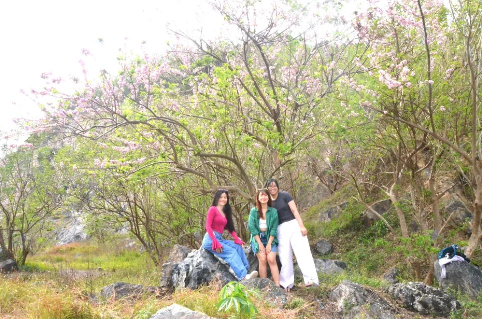 Du khách chụp hình với hoa đỗ mai trên đồi Con Heo (phường Vũng Tàu, TPHCM). Ảnh: QUANG VŨ