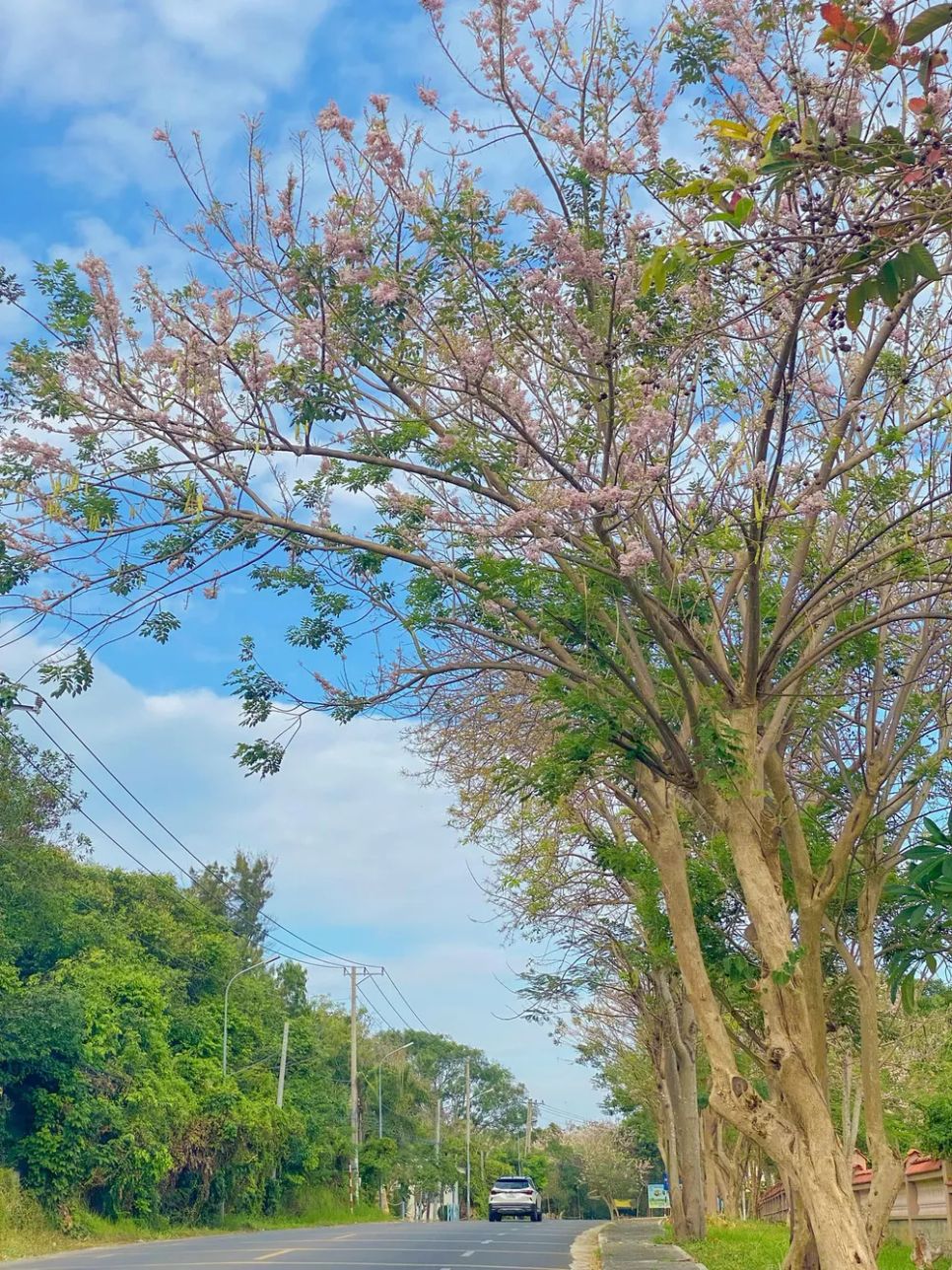 Đường về xã Long Hải cũng đã rợp trời sắc hoa đỗ mai. Ảnh: Q.V