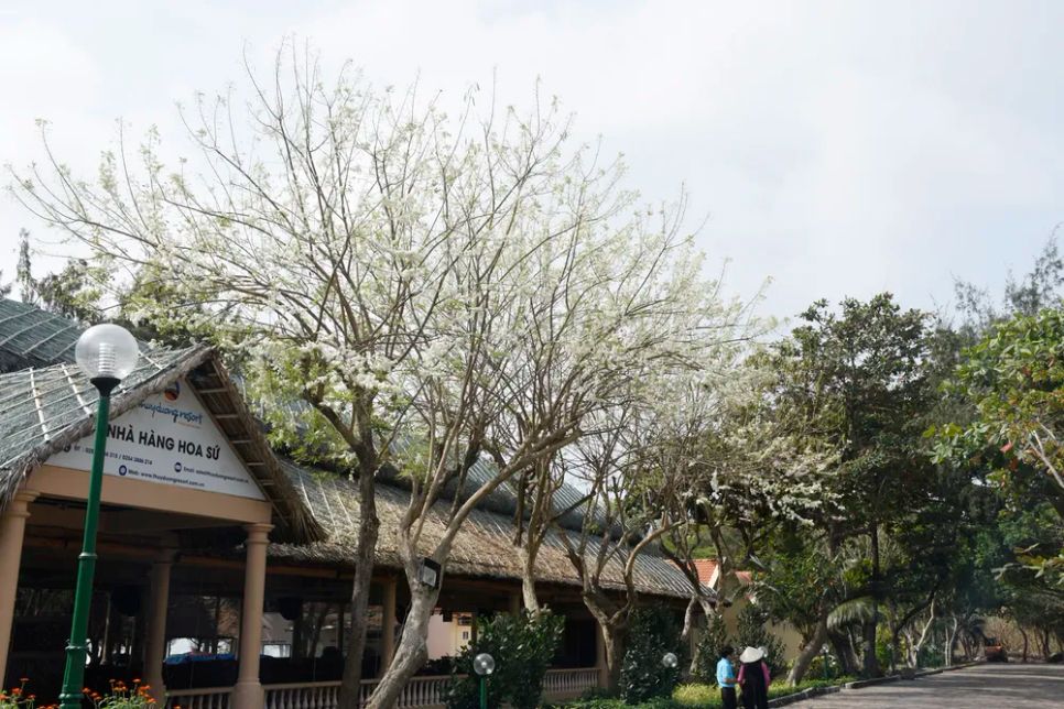 Hoa đỗ mai nở trắng cả một góc Khu du lịch ở xã Phước Hải. Ảnh: ĐĂNG KHOA.