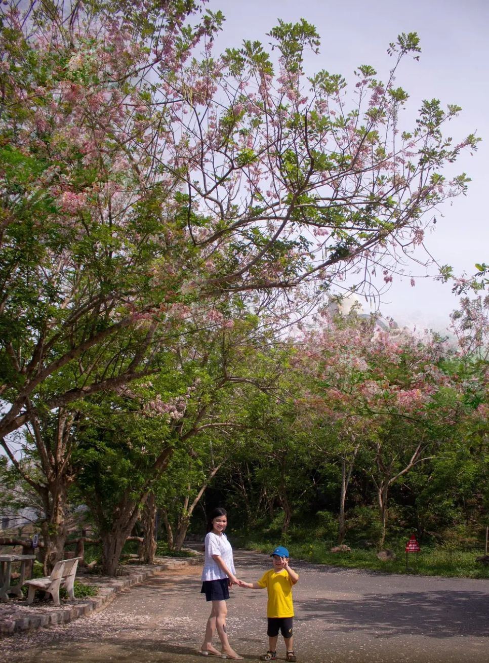 Khách du lịch thích thú check-in mùa hoa đỗ mai trên đỉnh núi Lớn. Ảnh: QUANG VŨ