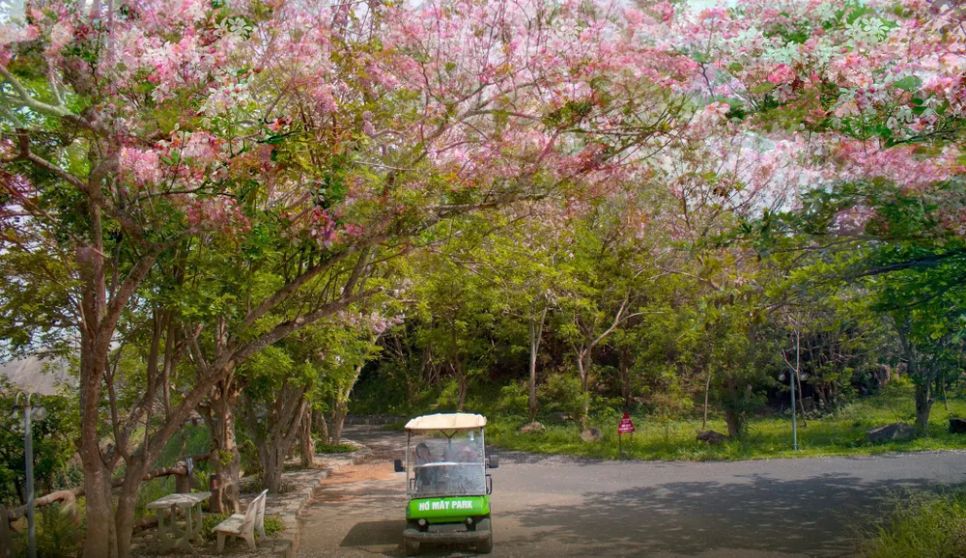 Xe điện của Hồ Mây Park đưa khách du lịch tham quan rừng hoa đỗ mai trên đỉnh núi Lớn. Ảnh: QUANG VŨ