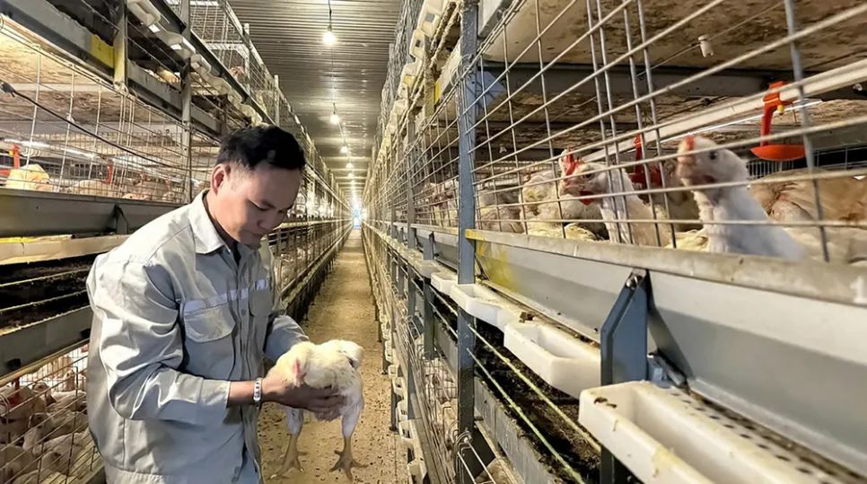 Một trang trại chăn nuôi gà công nghiệp ứng dụng công nghệ cao tại xã Xuân Đông, tỉnh Đồng Nai (ẢNH: BÌNH NGUYÊN) Một trang trại chăn nuôi gà công nghiệp ứng dụng công nghệ cao tại xã Xuân Đông, tỉnh Đồng Nai (ẢNH: BÌNH NGUYÊN)