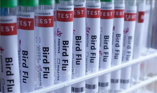 Hình ảnh minh họa ống xét nghiệm đựng mẫu bệnh phẩm virus cúm. Ảnh minh họa: TTXVN Hình ảnh minh họa ống xét nghiệm đựng mẫu bệnh phẩm virus cúm. Ảnh minh họa: TTXVN