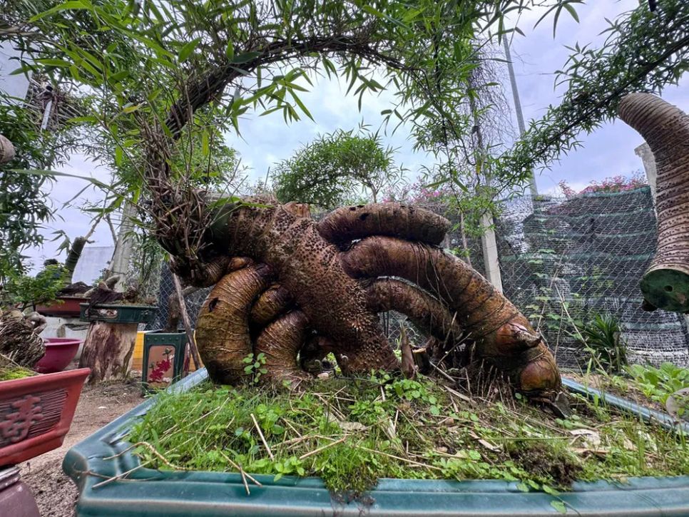 Chậu tre bonsai có hình dạng gốc đặc biệt và độc đáo. Ảnh: NGUYỄN TRANG