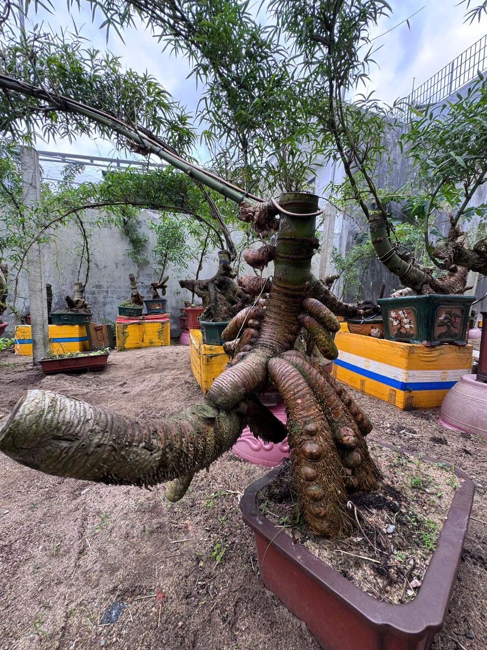 Mỗi chậu bonsai có hình dáng khác nhau, mang tính độc bản. Ảnh: NGUYỄN TRANG