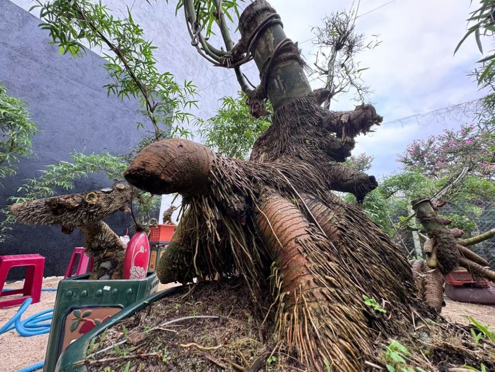 Mỗi tác phẩm là một độc bản của tre. Ảnh: NGUYỄN TRANG