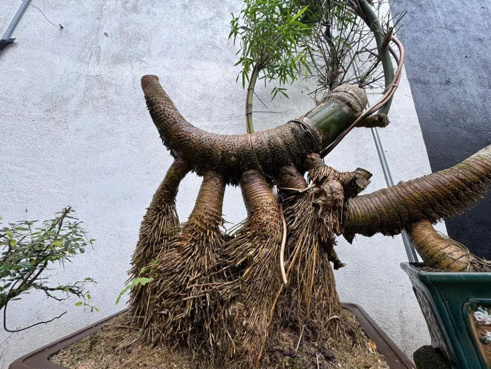 Một chậu bonsai đã thành hình. Ảnh: NGUYỄN TRANG