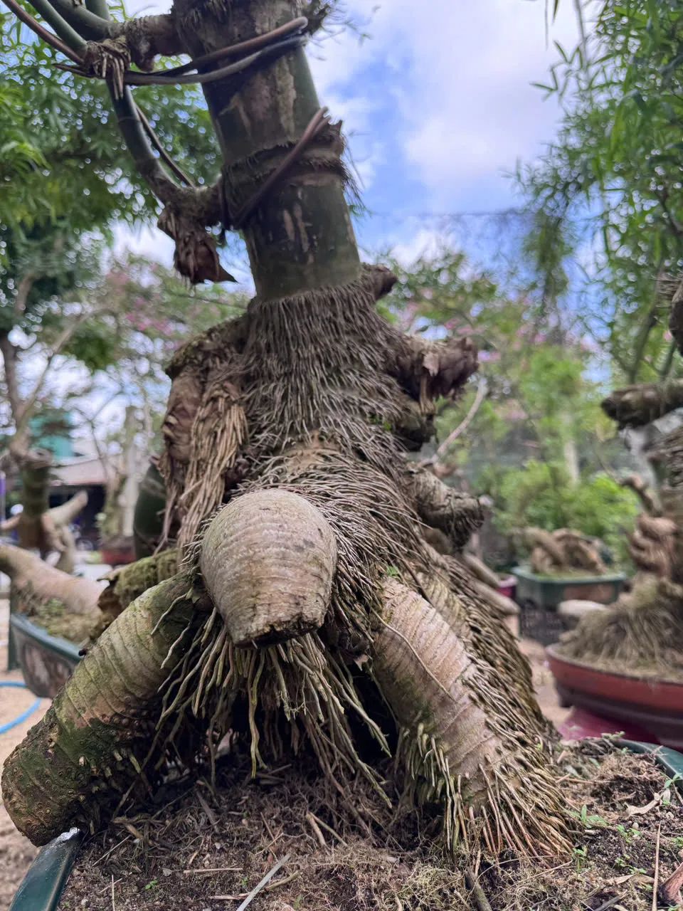 Sự độc đáo của bonsai tre. Ảnh: NGUYỄN TRANG