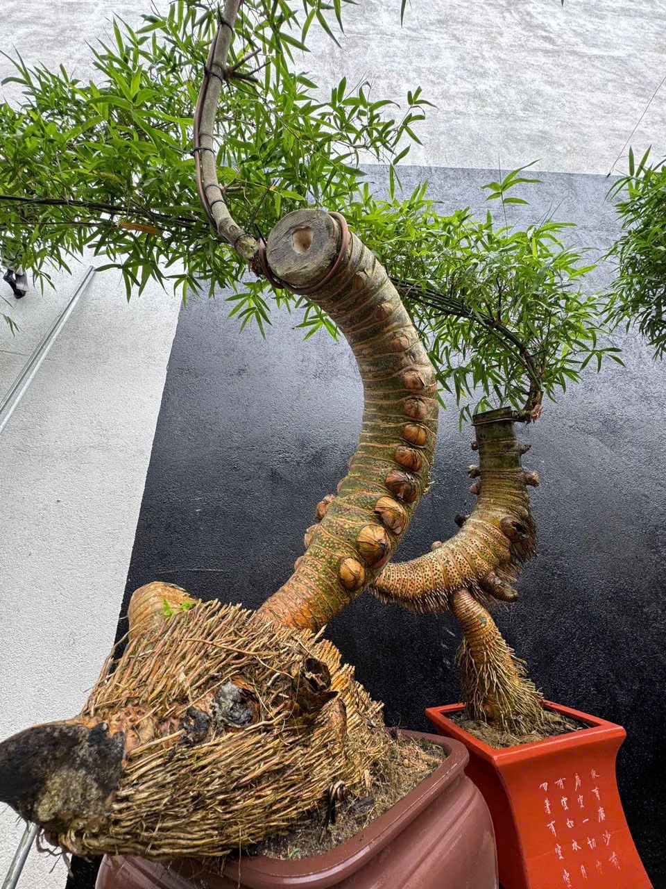 Tre từ lâu đã trở thành biểu tượng bền bỉ của văn hóa và tâm hồn người Việt. Ảnh: NGUYỄN TRANG