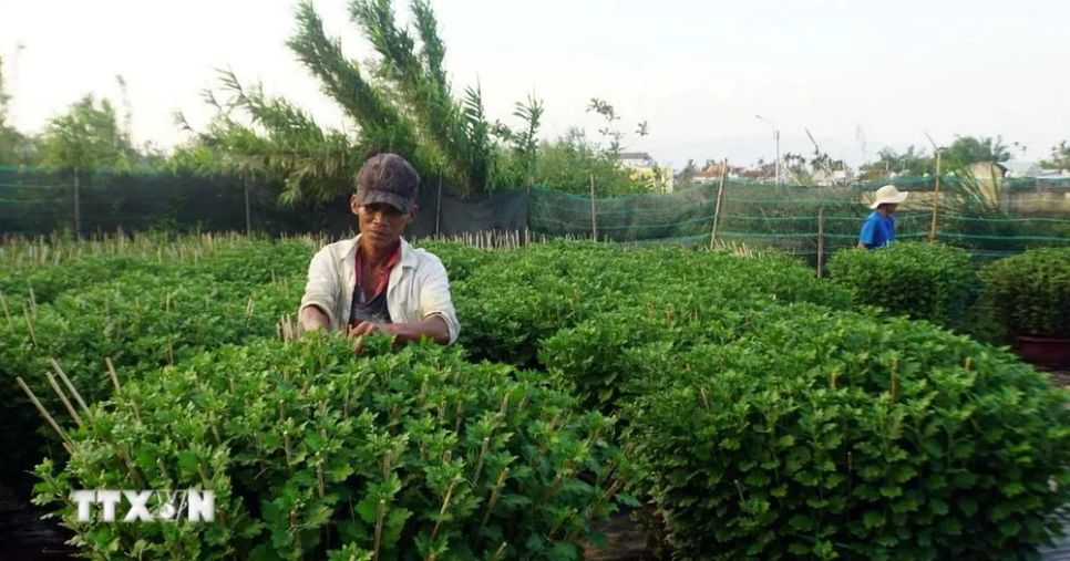 Làng hoa cúc Bình Lâm hút hàng trước Tết Làng hoa cúc Bình Lâm hút hàng trước Tết