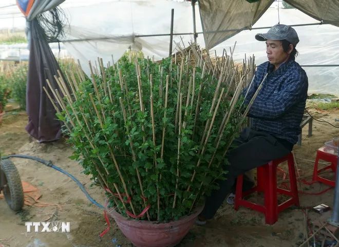 Làng hoa cúc Bình Lâm hút hàng trước Tết Làng hoa cúc Bình Lâm hút hàng trước Tết