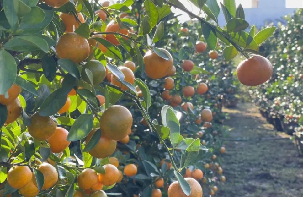 Trồng quất cảnh là hướng đi mới của nông dân phường Nghĩa Lộ. Ảnh: NGUYỄN TRANG