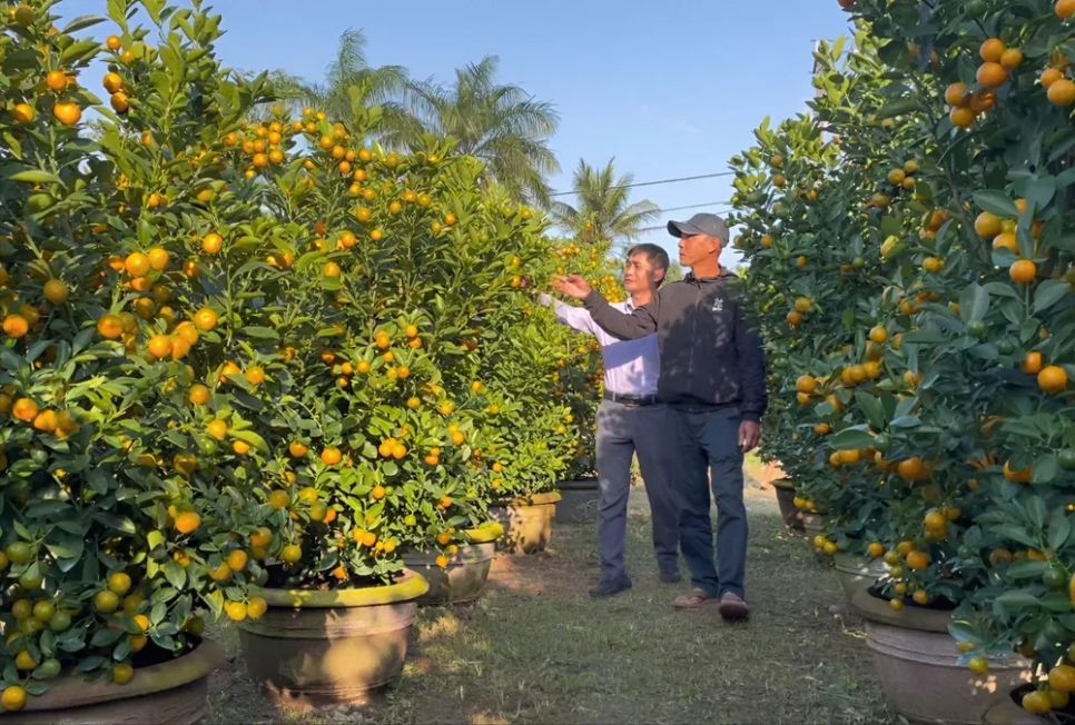 Vườn quất cảnh của ông Tịnh đang phát triển tốt. Ảnh: NGUYỄN TRANG