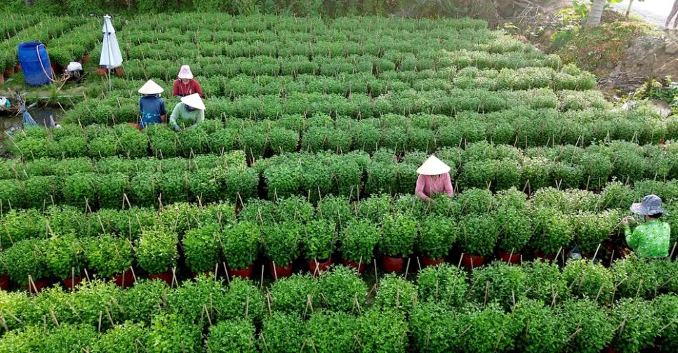 Nhộn nhịp mùa “làm đẹp” hoa kiểng phục vụ thị trường tết