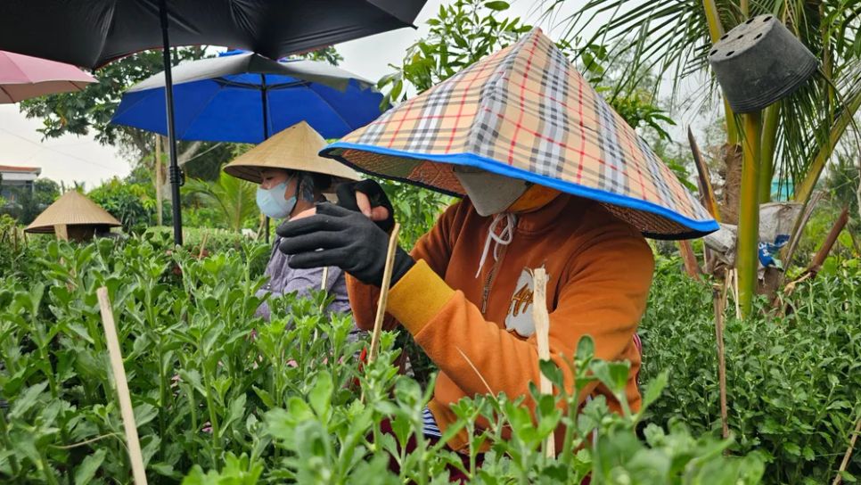 Nhộn nhịp mùa “làm đẹp” hoa kiểng phục vụ thị trường tết