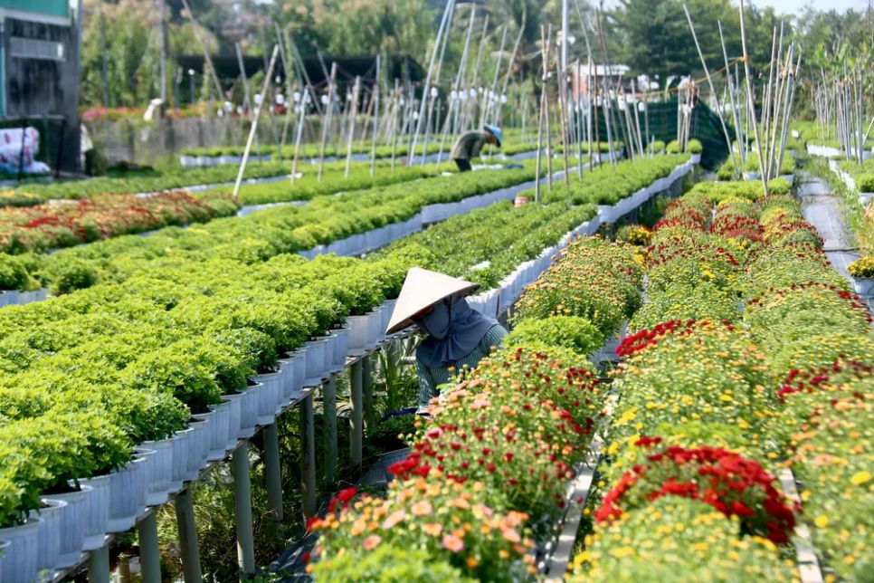 Nhộn nhịp mùa “làm đẹp” hoa kiểng phục vụ thị trường tết