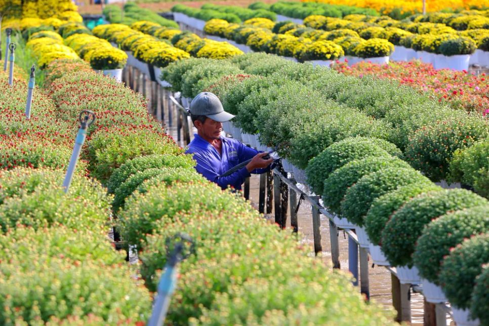 Nhộn nhịp mùa “làm đẹp” hoa kiểng phục vụ thị trường tết