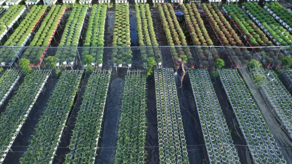 Nhộn nhịp mùa “làm đẹp” hoa kiểng phục vụ thị trường tết