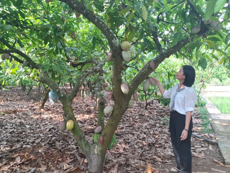 Chị Nguyễn Thị Thu bên vườn ca cao vào mùa thu hoạch giáp Tết Nguyên đán 2026