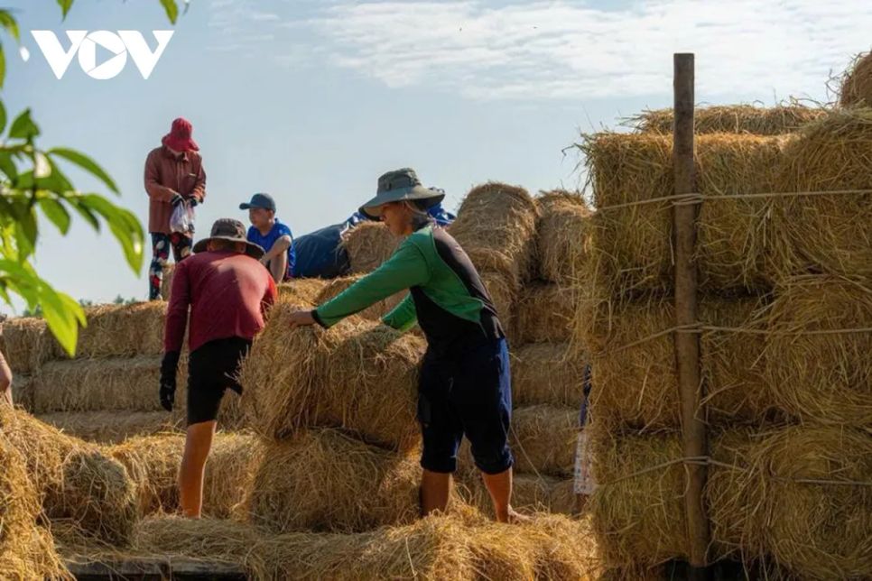 <p>Chợ rơm không chỉ là nơi mua bán, mà còn đóng vai trò “hậu phương” cho ngành chăn nuôi bò. Nguồn rơm ổn định giúp người dân chủ động thức ăn quanh năm, giảm phụ thuộc vào cỏ tươi và thời tiết.</p>