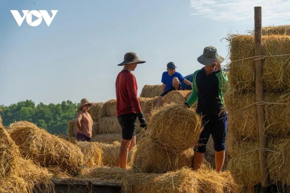 <p>Công đoạn bốc dỡ rơm diễn ra nhanh gọn nhờ sự phối hợp nhịp nhàng của nhiều lao động. Mỗi người một việc, người chuyền rơm, người xếp bãi, người điều khiển xe kéo, tạo thành guồng quay lao động liên tục từ sáng đến trưa.</p>