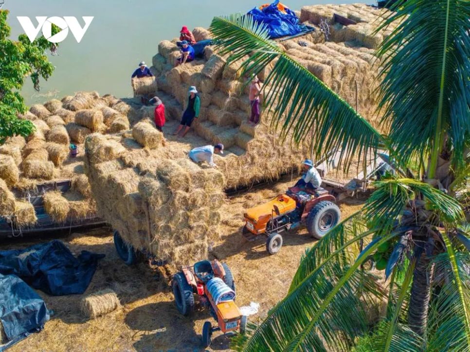 <p>Mỗi ghe bầu như một kho chứa di động, chở từ vài trăm đến hơn một nghìn cuộn rơm khô, ép chặt bằng máy. Quy trình thu gom - ép - vận chuyển được thực hiện khép kín, giúp rơm giữ được độ khô, sạch và không bị mốc khi lưu trữ dài ngày.</p>