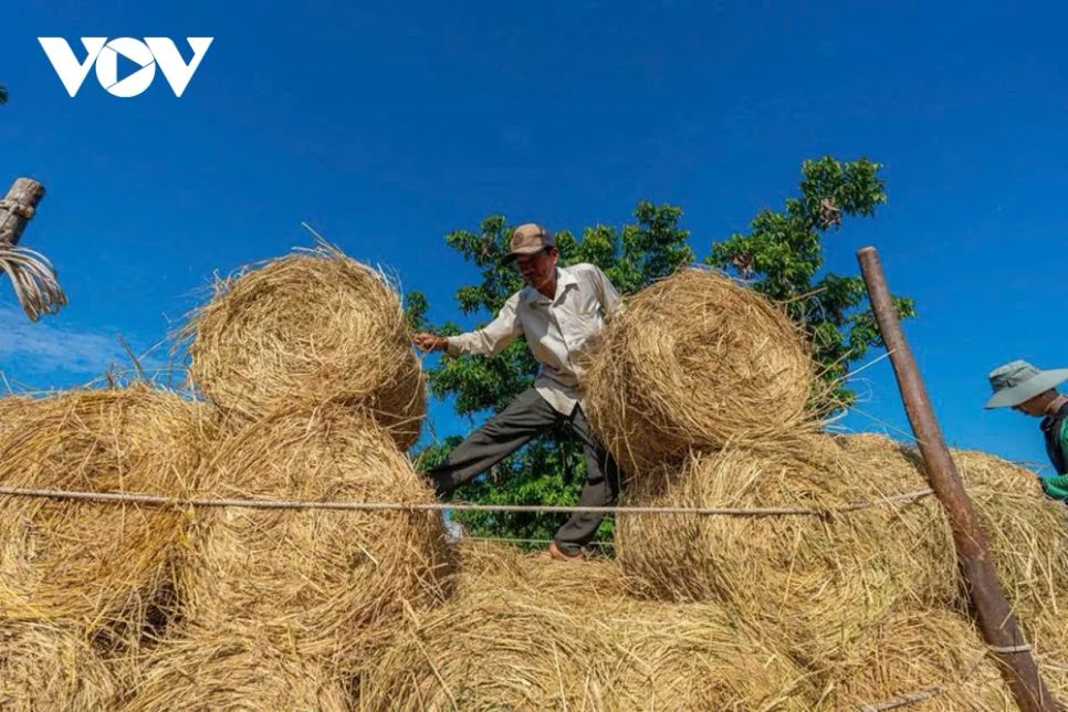 <p>Một nét văn hóa đặc trưng ở chợ rơm Ba Lai là tinh thần “dần công”. Người dân thay phiên nhau bốc dỡ, hỗ trợ vận chuyển mà không tính toán thiệt hơn, vừa giảm chi phí thuê mướn, vừa gắn kết tình làng nghĩa xóm.</p>